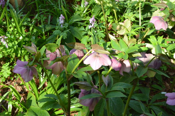 Helleborus orientalis ou la rose de Carême, 