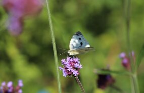 Jardin-bota-unistra-©Thomas-Besançon-Dupuy