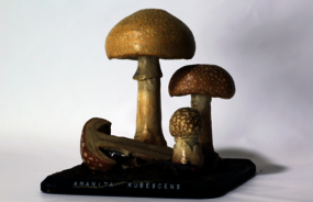 Photographie © Thomas Besancon-Dupuy - Amanita rubescens