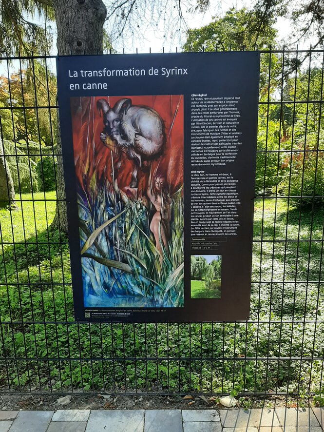 © Jaime Olivares - La transformation de Syrinx en canne