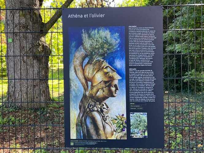 © Jaime Olivares - Athéna et l’olivier